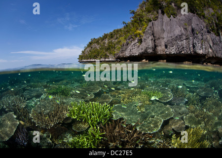 Riff-Gebäude Korallen am Riff Top, Acropora SP., Misool, West Papua, Indonesien Stockfoto