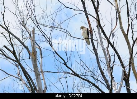 Rot - angebundener Falke thront in totem Holz Baum. (Buteo Jamaicensis) Stockfoto