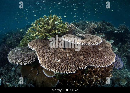 Tischkoralle am Riff Top, Acropora SP., Misool, West Papua, Indonesien Stockfoto