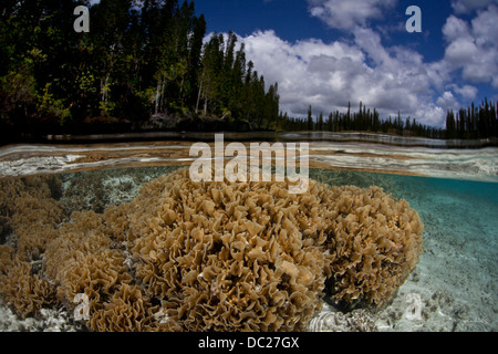 Korallen Kolonie wächst in Lagune, Pavona SP., Loyalty Islands, Neukaledonien Stockfoto