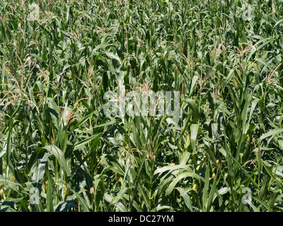 Mais-Feld Stockfoto