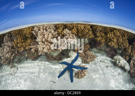 Seastar am Korallenriff, blaue Linckia Laevigata, Noumea, Amédée Insel, Neu-Kaledonien Stockfoto