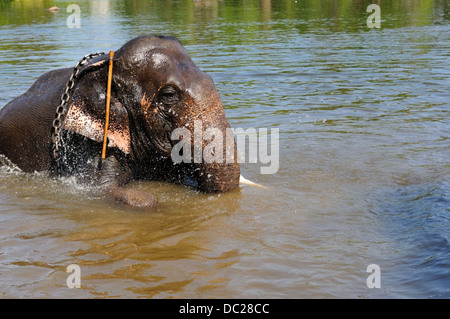 Mahout steht auf dem Elefanten Stockfoto