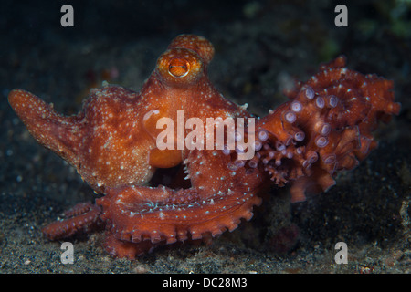 Sternenklare Nacht-Krake, Octopus Luteus, Lembeh Strait, Nord-Sulawesi, Indonesien Stockfoto