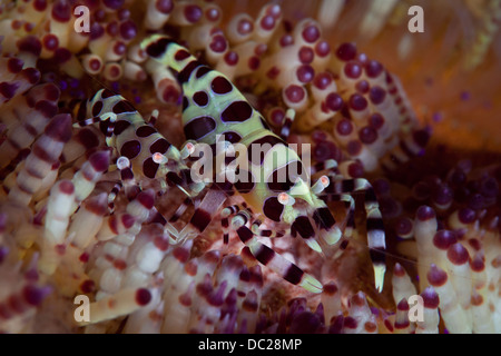 Paar von Coleman Garnelen auf Feuer Seeigel, Periclimenes Colemani, Lembeh Strait, Nord-Sulawesi, Indonesien Stockfoto