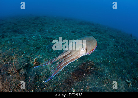 Nadel-Tintenfisch, Sepia Aculeata, Lembeh Strait, Nord-Sulawesi, Indonesien Stockfoto