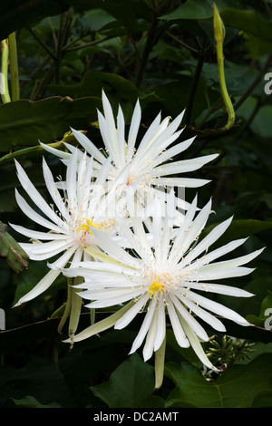 Nacht – Blooming Cereus Stockfoto