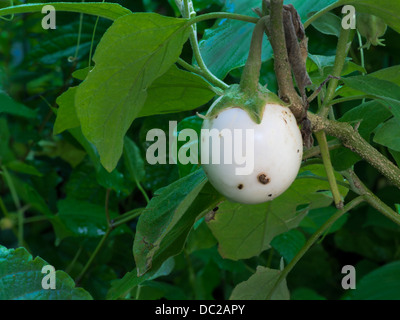 Weiße Aubergine Stockfoto