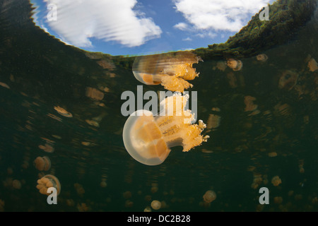 Mastigias Quallen im Jellyfish Lake, Mastigias Papua Etpisonii, Mikronesien, Palau Stockfoto