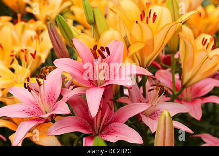 Blumen. Rosa und orange Lilien auf einem Blumenbeet Stockfoto