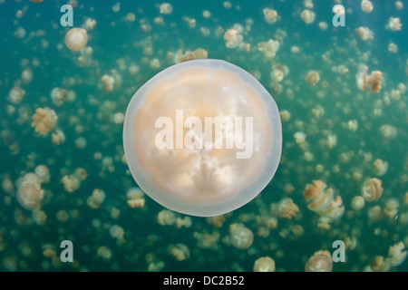 Mastigias Quallen im Jellyfish Lake, Mastigias Papua Etpisonii, Mikronesien, Palau Stockfoto