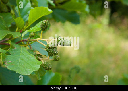 Erlen (Alnus Glutinosa) Obst Kätzchen oder Kegel, Kent, UK, Sommer Stockfoto