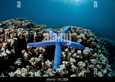 Blaue Seastar am Korallenriff, Linckia Laevigata, Mikronesien, Palau Stockfoto