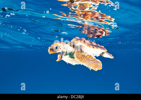 Juvenilen Unechten Karettschildkröte, Caretta Caretta, Karibik, Bahamas Stockfoto