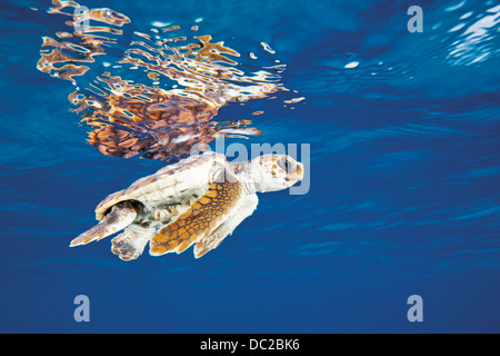 Juvenilen Unechten Karettschildkröte, Caretta Caretta, Karibik, Bahamas Stockfoto