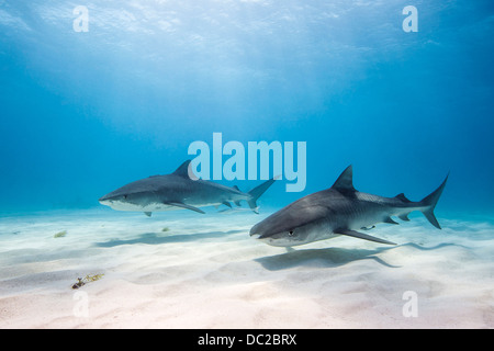 Zwei Tigerhai Galeocerdo Cuvier, Karibik, Bahamas Stockfoto