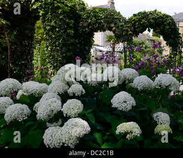 Hortensien, Annabelle, weiß, japanisch, Anemone, lila, Kontrast, Kontrast, Farbe, Farben, Pflanzen, Schema, Anemone, japonica, Hydrangea, Arborescens, Annabelle Stockfoto