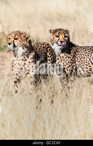 Zwei Cheetah Cubs, Acinonyx Jubatus, lecken, Lippen, Namibia, Afrika Stockfoto