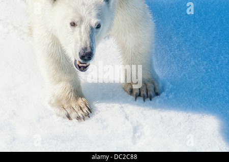 Junger Erwachsener Polar Bär, Ursus Maritimus, Bjornsundet, Spitzbergen, Norwegen Stockfoto