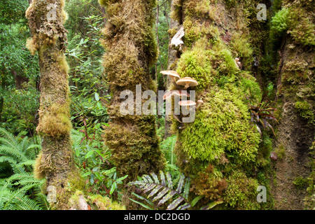 Regenwald Landschaft, Tasmanien, Australien Stockfoto