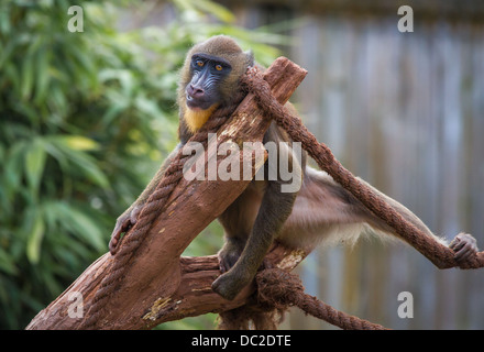 Eine Affe der Mandrill (Mandrillus Sphinx) saß in einem Baum mit einem Seil in Gefangenschaft am South Lakes Wild Animal Park. Stockfoto