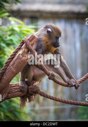 Eine Affe der Mandrill (Mandrillus Sphinx) saß in einem Baum mit einem Seil in Gefangenschaft am South Lakes Wild Animal Park. Stockfoto