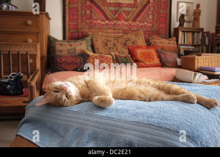 Bequemes luxuriöses Ingwer Haus schlafende Katze Stockfoto