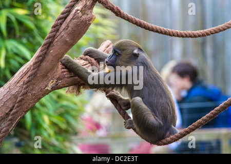 Eine Affe der Mandrill (Mandrillus Sphinx) saß in einem Baum mit einem Seil in Gefangenschaft am South Lakes Wild Animal Park. Stockfoto