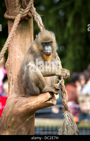 Eine Affe der Mandrill (Mandrillus Sphinx) saß in einem Baum in Gefangenschaft am South Lakes Wild Animal Park, Dalton in Furness, Cumbria. Stockfoto