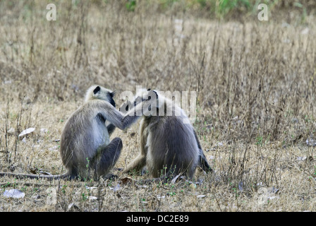 Black-faced Languren Affen engagiert in sozialen Pflege in Bandhavgarh National Park, Indien Stockfoto