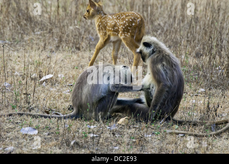 Black-faced Languren Affen engagiert in sozialen Pflege in Bandhavgarh National Park, Indien Stockfoto