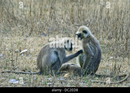 Black-faced Languren Affen engagiert in sozialen Pflege in Bandhavgarh National Park, Indien Stockfoto