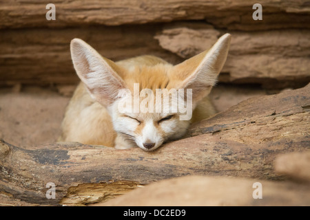 Fennec Fuchs im South Lakes Wild Animal Park in Dalton in Furness, Cumbria. Stockfoto