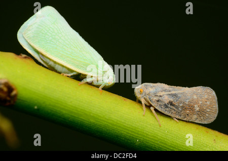 Makroaufnahme von zwei Zikaden Insekt thront auf einem Stiel Grünpflanze. Stockfoto