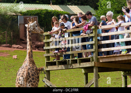 Besucher, die gerade der Giraffen im Gehäuse im South Lakes WIld Animal Park Stockfoto