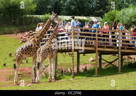 Besucher, die gerade der Giraffen im Gehäuse im South Lakes WIld Animal Park Stockfoto