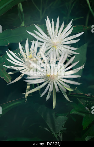 Nacht – Blooming Cereus Stockfoto