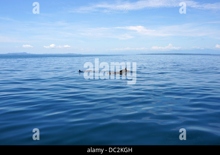 Delfine schwimmen in ruhigen Meer, Bocas del Toro, Panama, Karibik Stockfoto