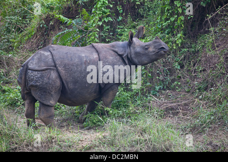 Indische oder einem gehörnten Nashörner in Chitwan National Park. Stockfoto