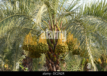 Termine auf einer Palme im Nahen Osten Stockfoto
