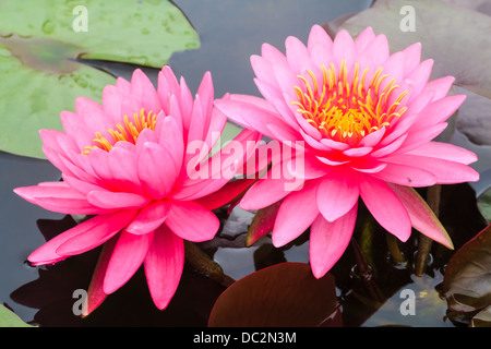 Rosa Seerose blüht in einem Teich Stockfoto