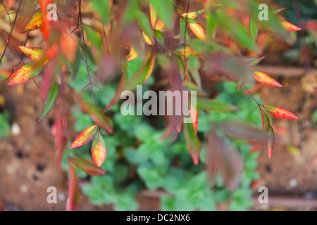 Nandina (AKA himmlischer Bambus oder Heiliger Bambus). Nandina Domestica, in einem Garten Stockfoto