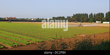 automatisches Bewässerungssystem für ein Feld von grünen und frischen Salat zubereitet in vertikal-Datei Stockfoto