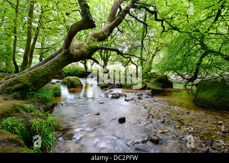 Schnellen Fluss fließt über moosige Felsen und Geröll durch alte Wälder in Cornwall südlich von Bodmin Moor Stockfoto