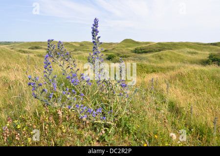 Bugloss der Viper - Echium Vulgare im Naturreservat Qualitätsorientierung, South Wales Stockfoto