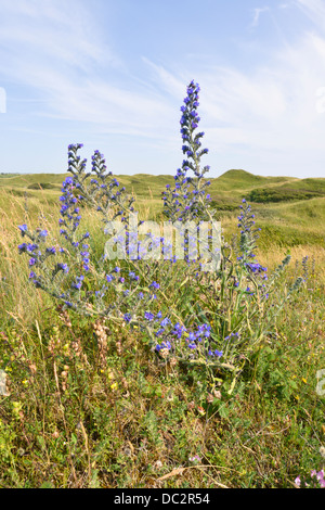 Bugloss der Viper - Echium Vulgare im Naturreservat Qualitätsorientierung, South Wales Stockfoto