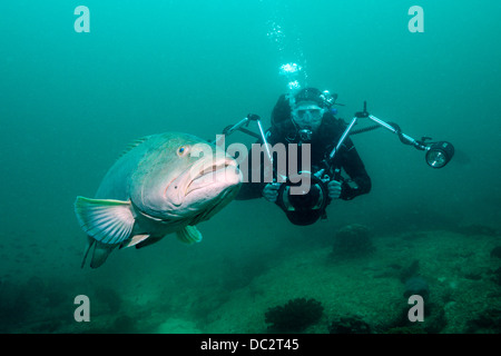 Pacific Goliath Grouper und Taucher, Epinephelus Quinquefasciatus, Cabo San Lucas, Baja California Sur, Mexiko Stockfoto