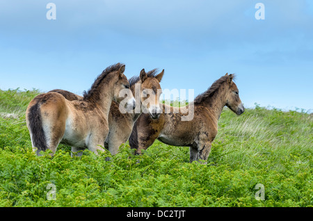 Was sollen wir als nächstes tun...!! Stockfoto