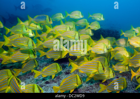 Fischschwarm von Panamic Porkfish Anisotremus Taeniatus, Marine Nationalpark Cabo Pulmo, Baja California Sur, Mexiko Stockfoto