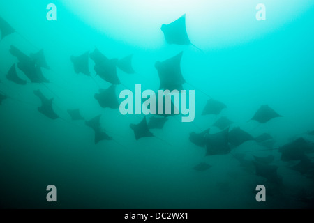 Schule des pazifischen Cownose Ray, Rhinoptera Steindachneri, Cabo Pulmo Meeres-Nationalpark, Baja California Sur, Mexiko Stockfoto